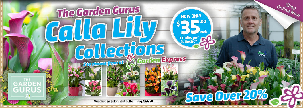 Gurus Calla Lilies - Garden Express Australia