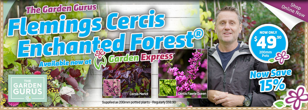 Gurus Cercis - Garden Express Australia