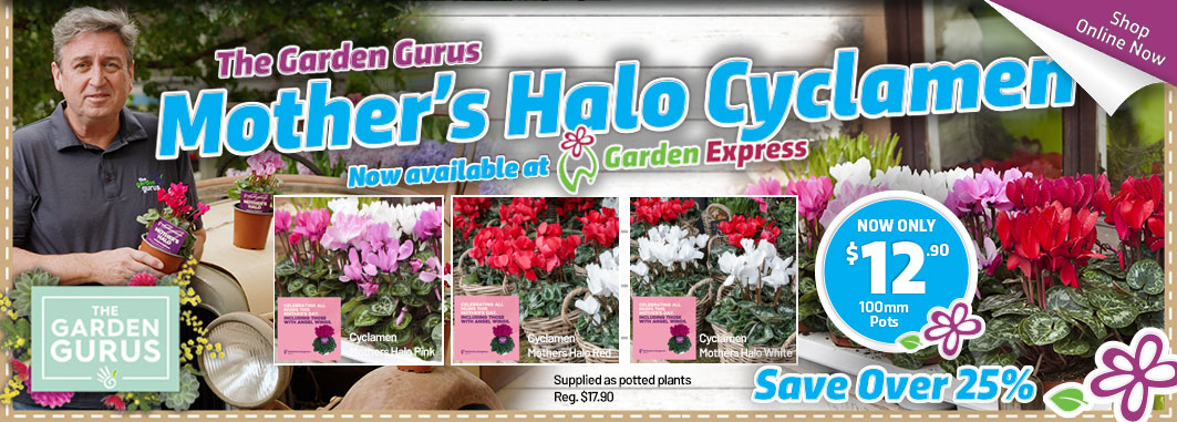 Mother's Halo Cyclamen - Garden Express Australia