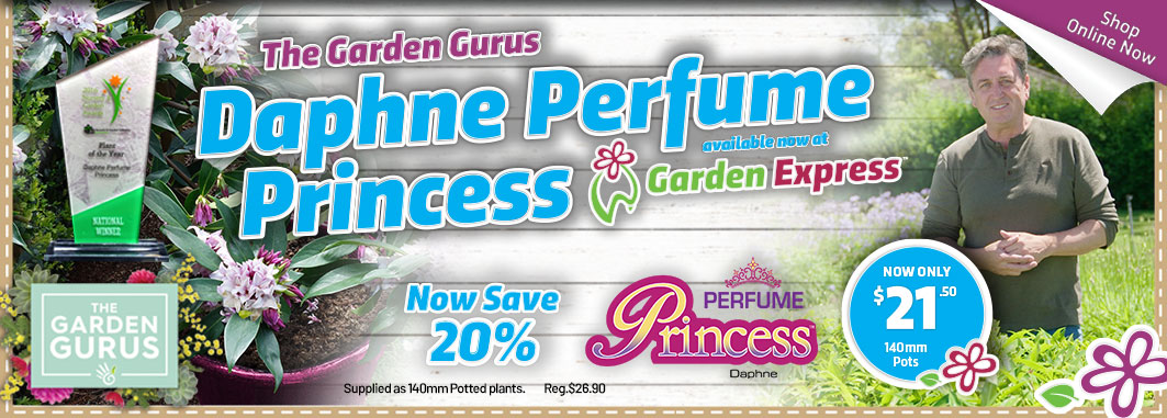 Gurus Daphne Perfume Princess - Garden Express Australia