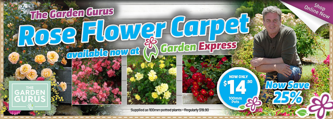 Flower Carpet Roses - Garden Express Australia