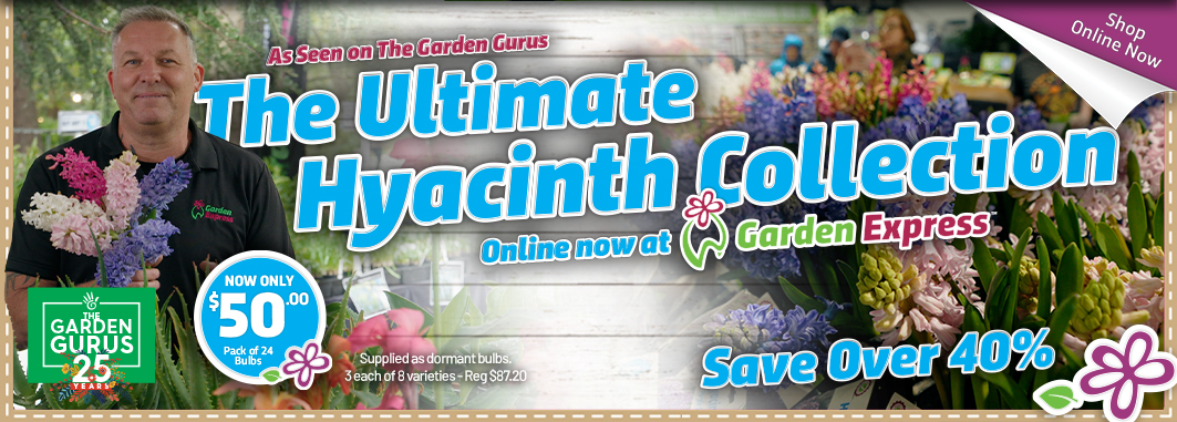 Gurus Hyacinths Collection- Garden Express Australia