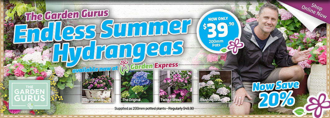 Gurus Hydrangea Endless Summer - Garden Express Australia