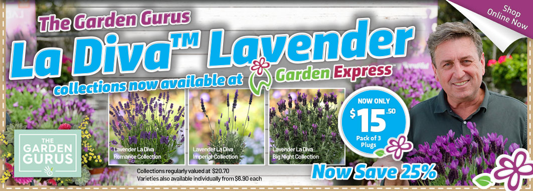 Gurus Lavender La Diva - Garden Express Australia