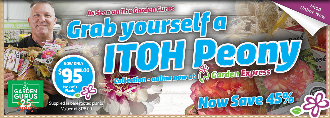 Gurus ITOH Peonies - Garden Express Australia