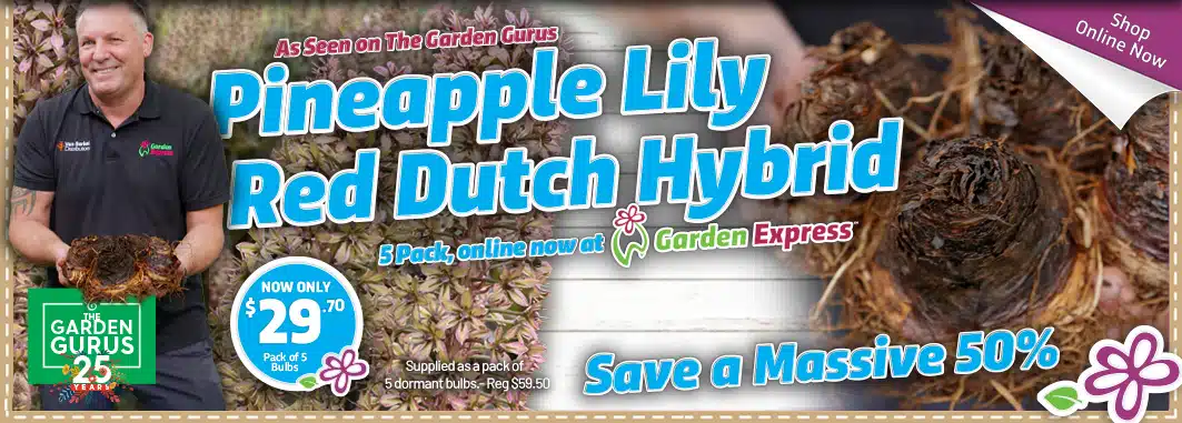Gurus Pinapple Lily Red - Garden Express Australia