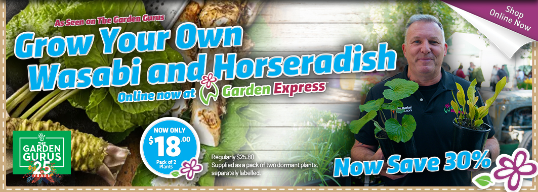 Grow Your Own Wasabi & Hourseradish - Garden Express Australia