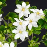 Gardenia Sweet Star P20garsst - Garden Express Australia