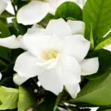 Gardenia Sweet Tea P20garste - Garden Express Australia