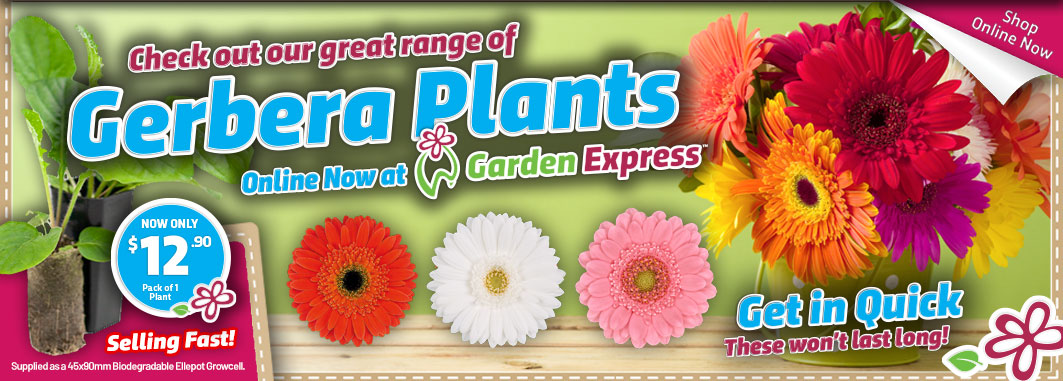 Gerberas Online Now - Garden Express Australia