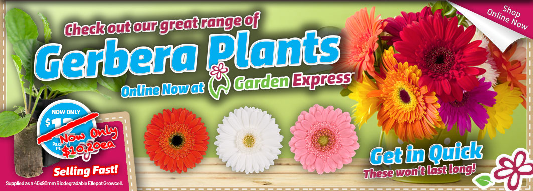 Gerberas Reduced - Garden Express Australia
