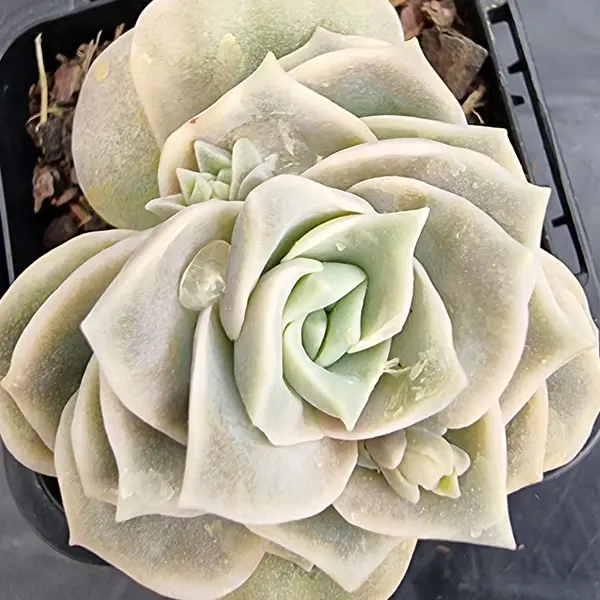 Graptoveria Lovely Rose Graptoveria Lovely Rose