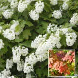 Hydrangea Pee Wee P20hydpwe - Garden Express Australia