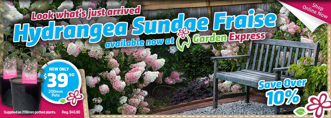 Hydrangea Sundae Fraise - Garden Express Australia