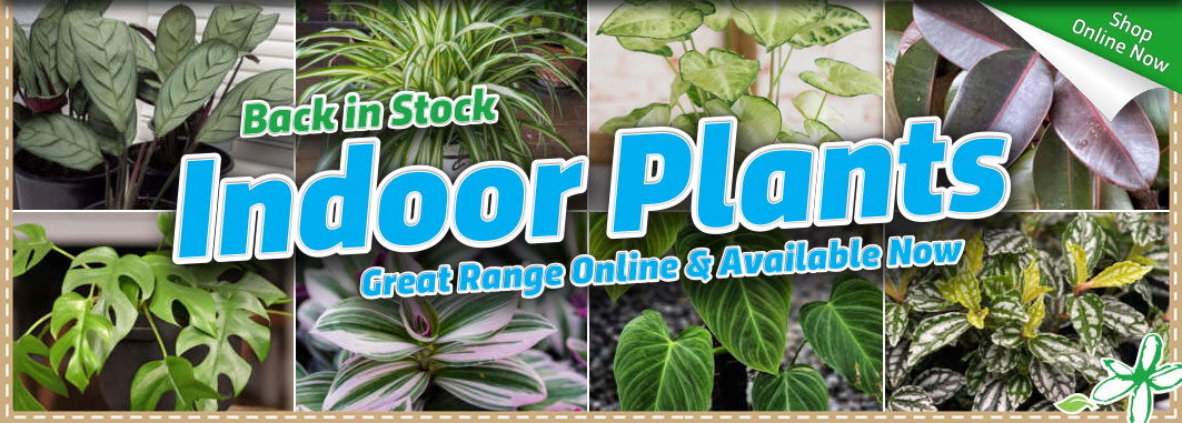 Indoor Plants - Garden Express Australia