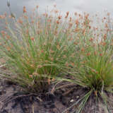 Juncus Gregiflorus Green Rush
