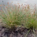 Juncus Gregiflorus Green Rush Juncus Gregiflorus Green Rush