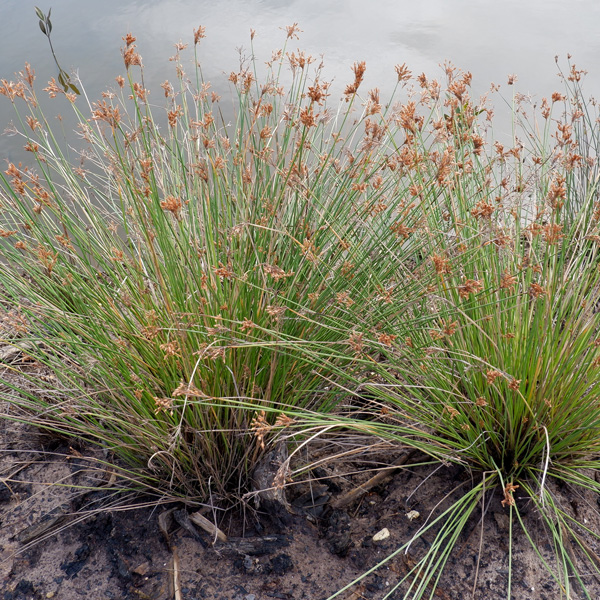 Juncus Gregiflorus Green Rush Garden Express