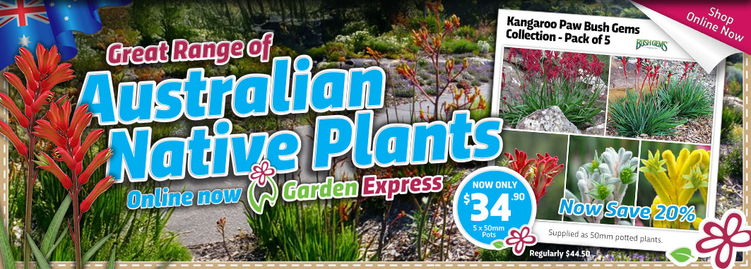 Australian Native Plants - Garden Express Australia
