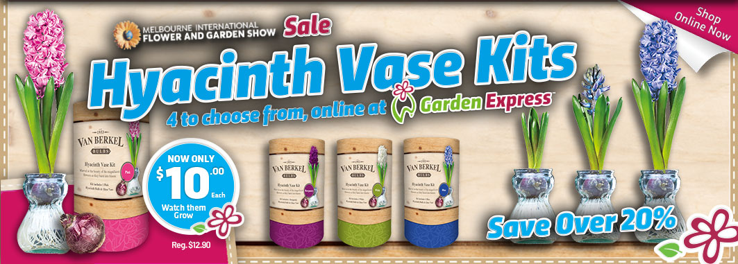 Hyacinth Vase Kits - Garden Express Australia
