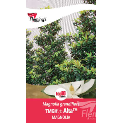 Magnolia Alta P20magalt - Garden Express Australia