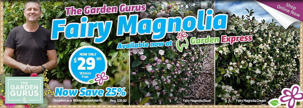 Fairy Magnolia - Garden Express Australia