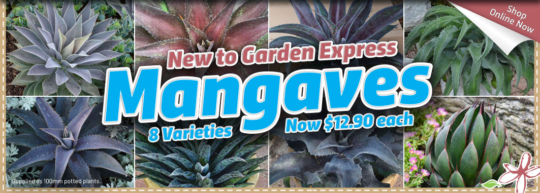 Mangave - Garden Express Australia