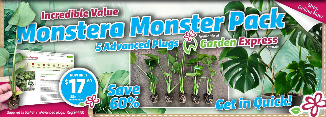 Monstera Monster Pack - Garden Express Australia