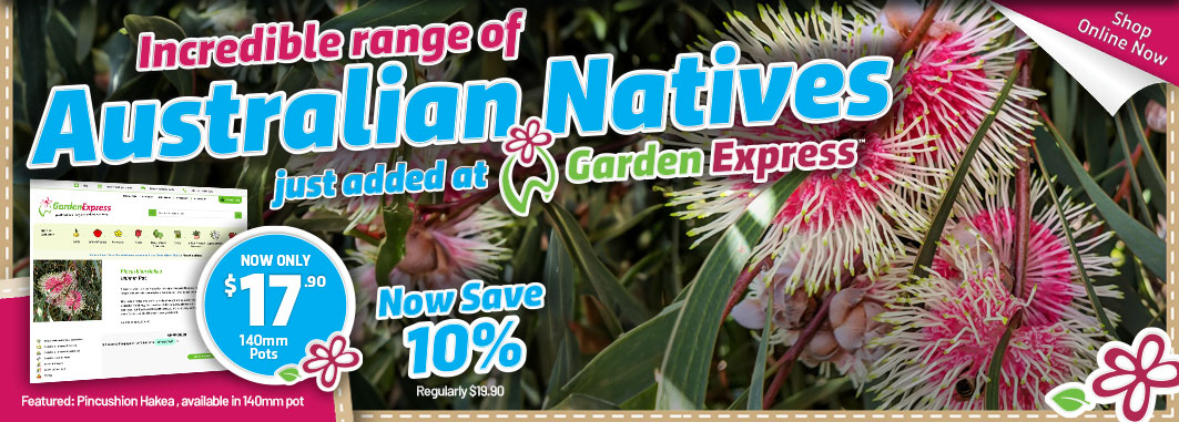 Aussie Natives, Hakea Pincushion - Garden Express Australia