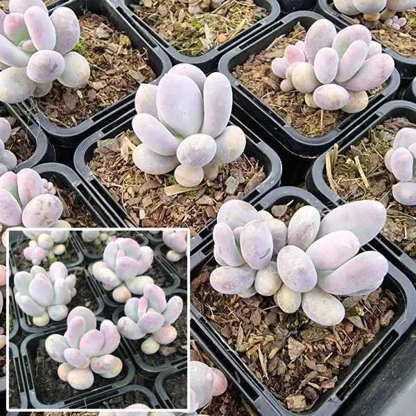 Pachyphytum Sticky Moonstones Pachyphytum Sticky Moonstones