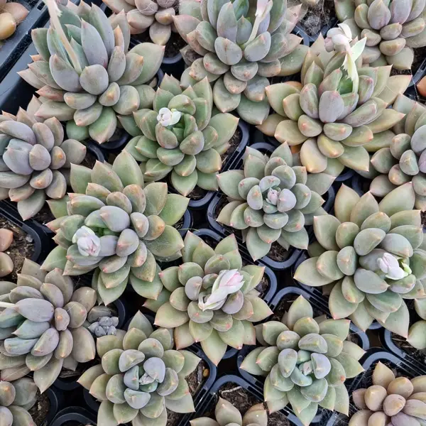 Pachyveria Rough Pachyveria Rough