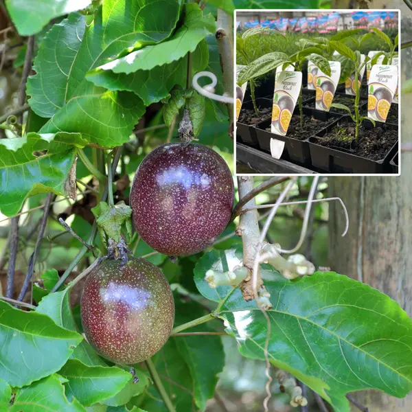 Passionfruit Non Grafted Black Passionfruit Non Grafted Black