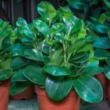 Peperomia Obtusifolia P10pepobt - Garden Express Australia