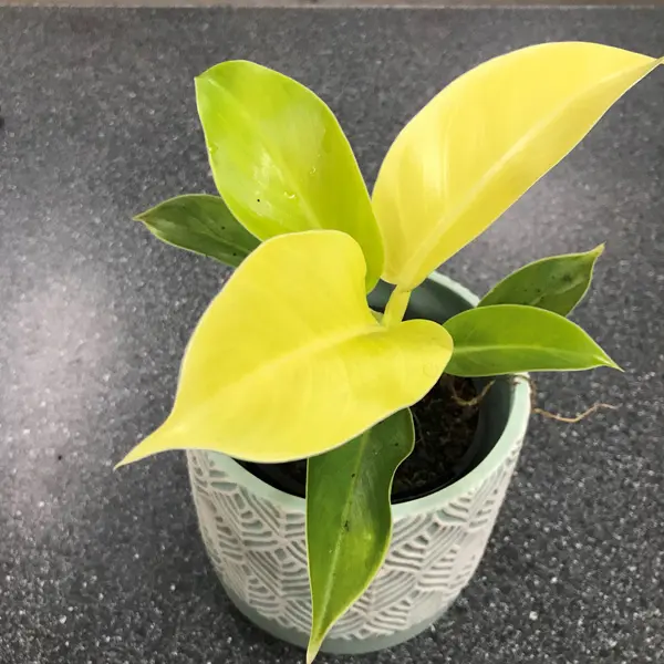 Philodendron Imperial Golden