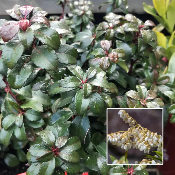Australia’s Most Popular Winter-flowering Plants Pieris Little Heath Green P20pielhg - Garden Express Australia