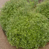 Pittosporum On Par Lpopitopa - Garden Express Australia