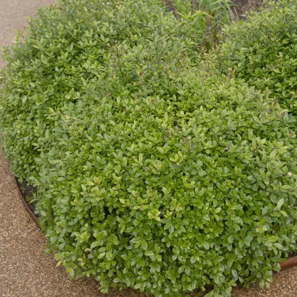 Pittosporum On Par (pbr)