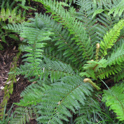 Polystichum Mother Shield Fern By Raffi Kojian Via Wiki P68polmsf - Garden Express Australia