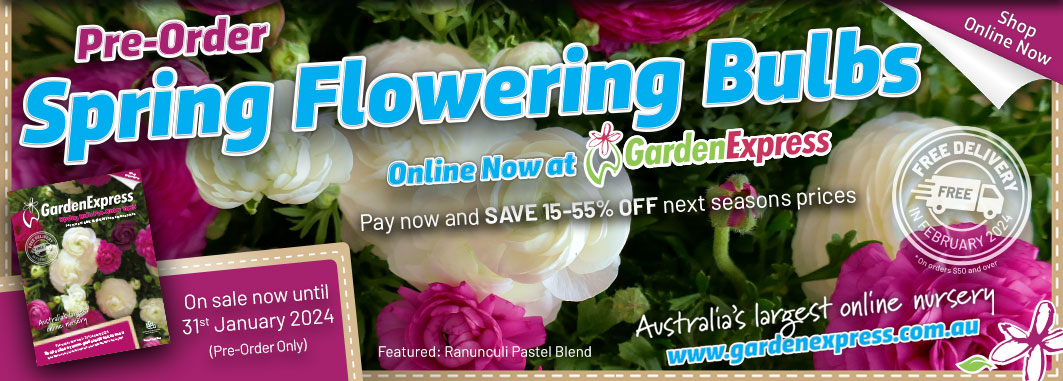Pre-order Spring Bulbs - Garden Express Australia
