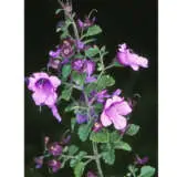 Prostanthera Incisa By Betty And Don Wood Via Wiki P14proint - Garden Express Australia