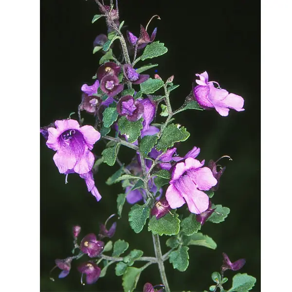 Prostanthera Incisa- Native Thyme