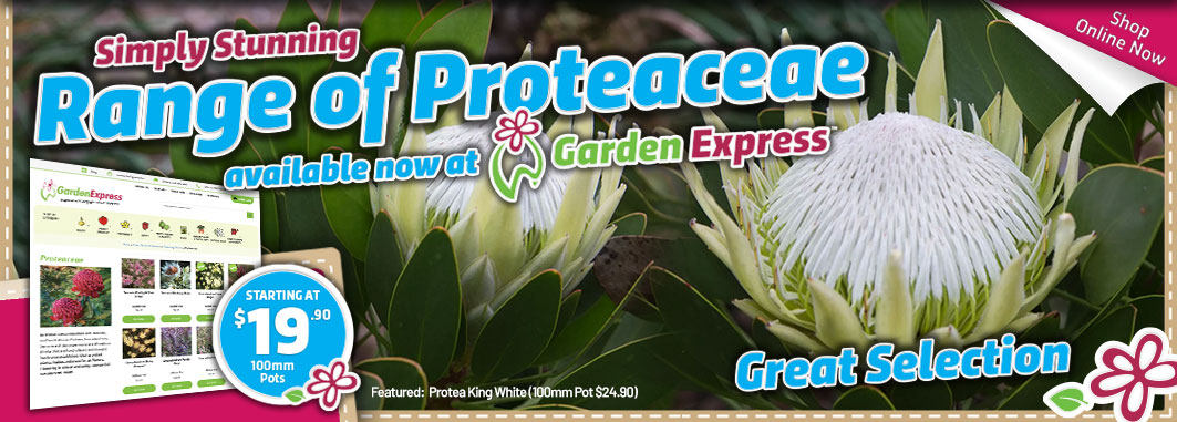 Proteaceae Online Now - Garden Express Australia