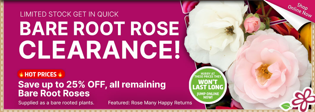Roses Clearance up to 25% OFF - Garden Express Australia