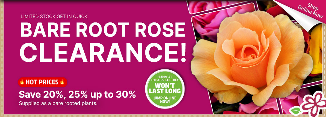 Bare Root Rose Clearance - Garden Express Australia