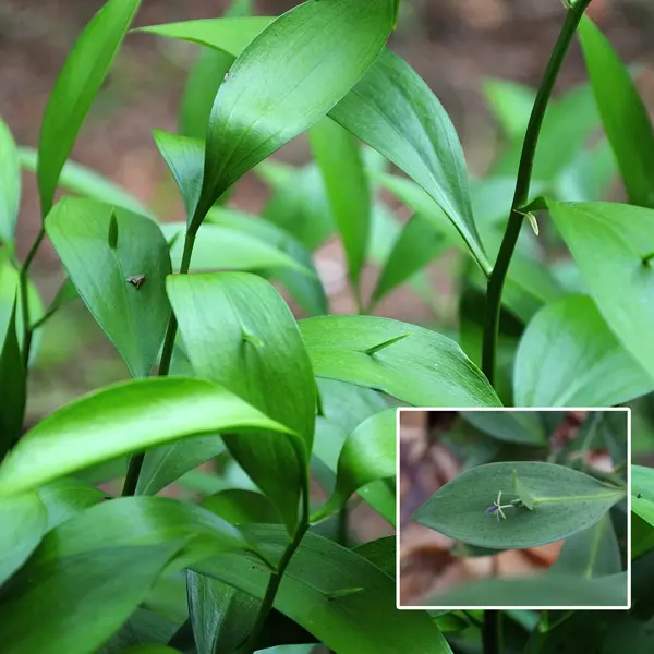 Ruscus Hypoglossum