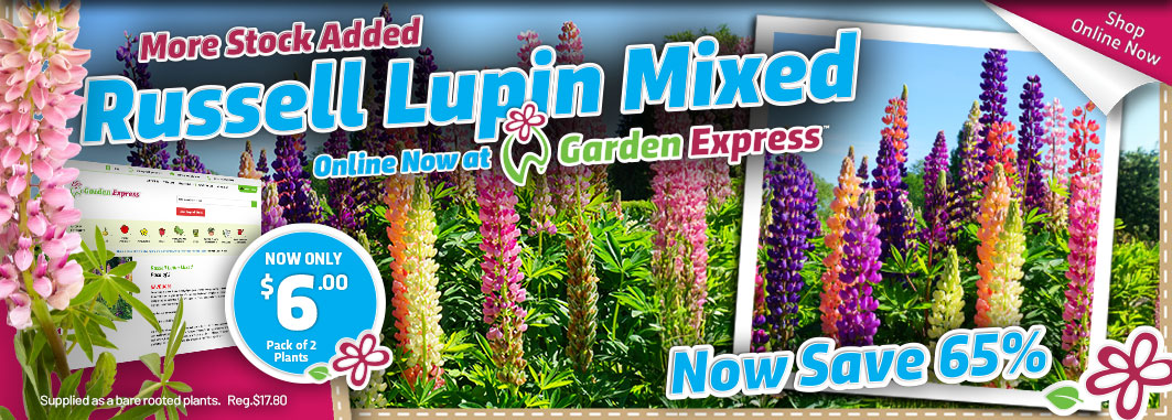 Russell Lupin Mixed - Now Save 65% - Garden Express Australia