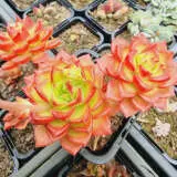 Sedeveria Letizia - Garden Express Australia