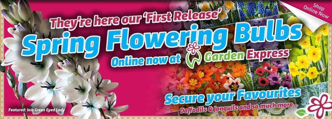 Spring Bulb First Release - Garden Express Australia