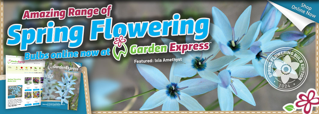 Spring Flowering Bulbs Online Now - Garden Express Australia