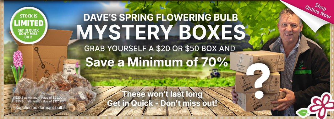 Spring Mystery Boxes - Garden Express Australia